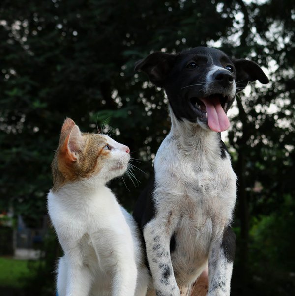 Natural remedies for common pet ailments