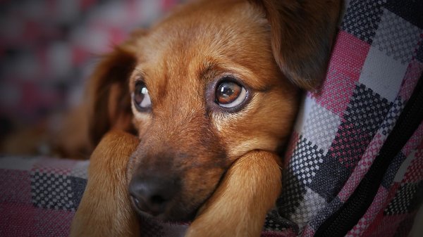 What's the Best Way to Train a Puppy for Service or Therapy Work?