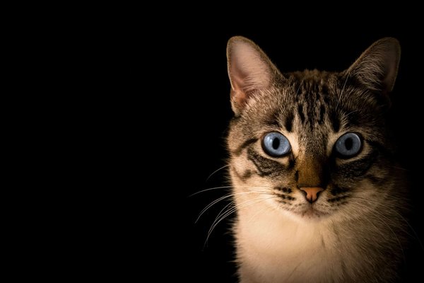 How to Deal with Aggression Between Household Cats?
