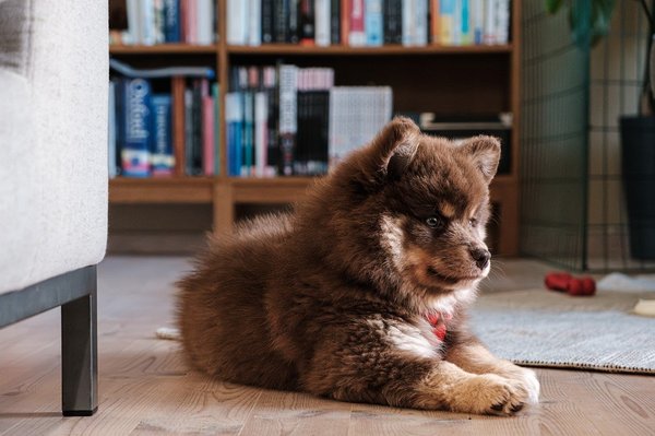 What Are the Best Environmental Enrichment Strategies for Indoor Dogs?