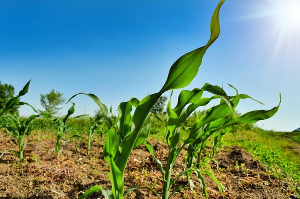 What Are the Latest Developments in Sustainable Agriculture and Farming Practices?