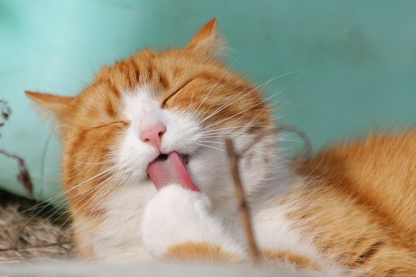 What Are the Most Effective Pet Relaxation Techniques for High-Stress Situations?