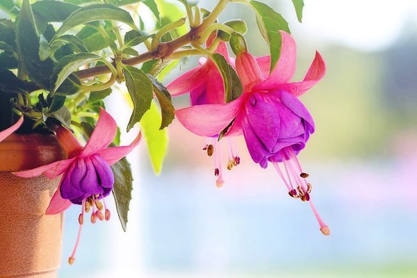 How Does The Practice of Companion Planting in Community Gardens Enhance Biodiversity and Nutritional Value of Crops?